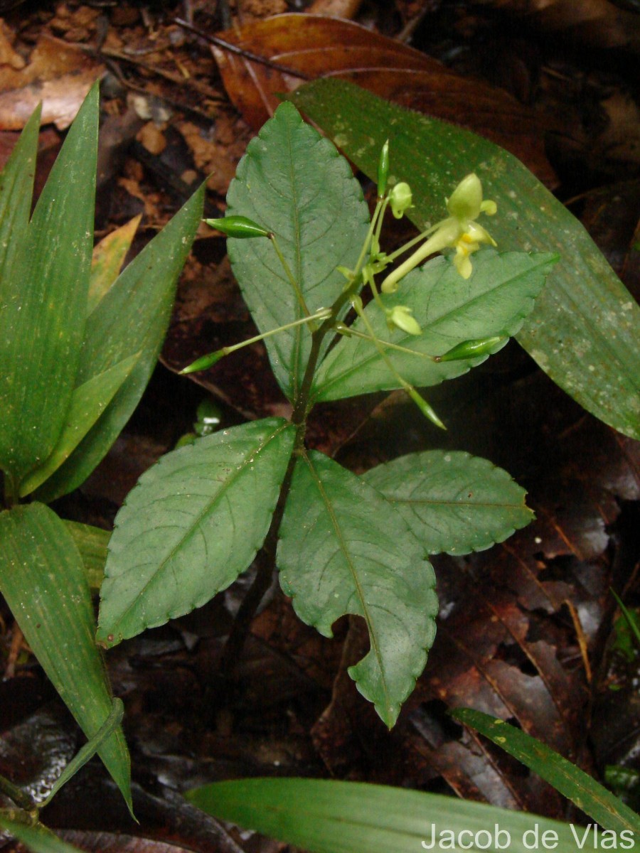 Impatiens cornigera Arn.
